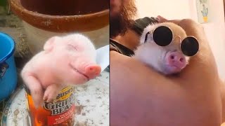 Cutest Pig Videos that I found 7 [upl. by Eiramanitsirhc]