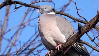 Common Wood Pigeon Calling 4K [upl. by Assili348]