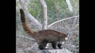 Wild Coati Feeding in Arizona [upl. by Ynnaj]