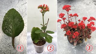 Kalanchoe Plant Care  How to Grow and Care Kalanchoe Plant [upl. by Crosse310]