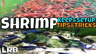 Tips and Tricks How to Keep Setup and Breed Freshwater Aquarium Shrimp for Neocaridina and Caridina [upl. by Ahsitneuq174]