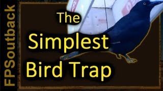 The Simplest Bird Trap [upl. by Neelloc]