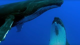 Two Beautiful Humpback Whales Dance  Animal Attraction  BBC Earth [upl. by Atnoid]