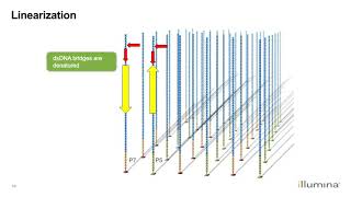 Learn about Illuminas NextGeneration Sequencing Workflow [upl. by Anelleh329]