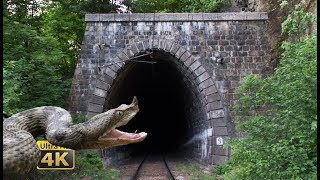 Rail traffic in Romania  Snakes tunnels bridges  National Park Jiului 4K [upl. by Artenek]