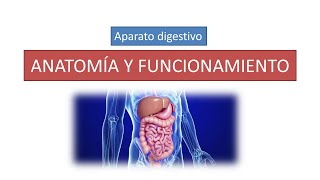 Anatomía y funcionamiento del aparato digestivo [upl. by Eimam]