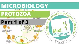 Protozoa  Microbiology  USMLE STEP 1  Part 1 of 3 [upl. by Nylhsoj]