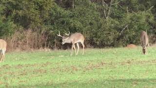 Deer with Chronic Wasting Disease [upl. by Ahselrac530]