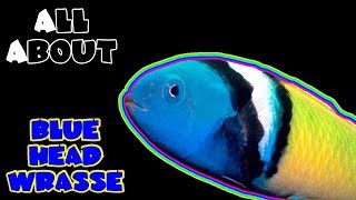 All About The Blue Head Wrasse [upl. by Elbas]