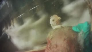 Disturbing video from chicken slaughterhouse [upl. by Felisha806]