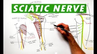 Sciatic Nerve  Anatomy Tutorial [upl. by Henryson346]