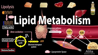 Lipid Fat Metabolism Overview Animation [upl. by Anaes]