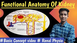 Introduction to Renal Physiology  Renal Physiology Hindi  Ashish Agrawal [upl. by Naugal836]