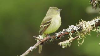 Yellowbellied Flycatcher [upl. by Douville]