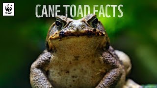 5 Facts About Cane Toads 🐸  WWFAustralia [upl. by Assadah]