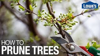 How to Prune Trees [upl. by Atile]