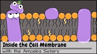 Inside the Cell Membrane [upl. by Mannos148]