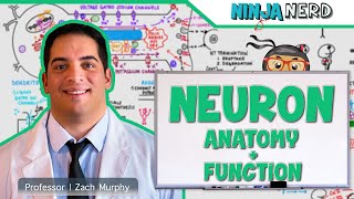 Neurology  Neuron Anatomy amp Function [upl. by Whiffen]