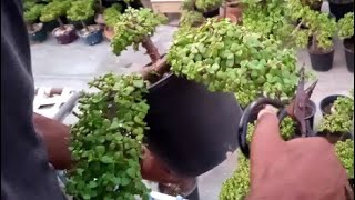 Portulacaria Afra Plants Pruning [upl. by Chaim406]