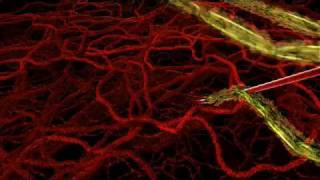 HHMI  Life Cycle of Malaria Parasite in Human Host [upl. by Notgnirrab984]