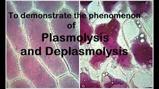 Plasmolysis Experiment [upl. by Melnick451]