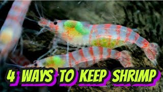 4 Easy Shrimp Set Ups How to Set up Aquariums for Breeding Cherry Neocaridina amp Caridina Shrimp [upl. by Hoeve]