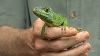 The Phylogenetic Tree of Anole Lizards — HHMI BioInteractive Video [upl. by Elmer]