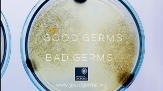 Good Germs Bad Germs [upl. by Bumgardner315]