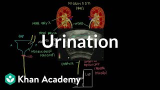 Urination  Renal system physiology  NCLEXRN  Khan Academy [upl. by Ellehsram694]