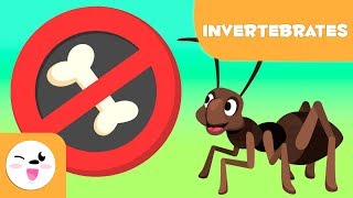 Invertebrate animals for kids  Introduction [upl. by Razatlab]