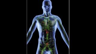 anatomy of lymphatic system DR SAMEH GHAZY [upl. by Ellennod]