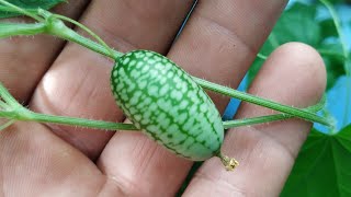 Mouse Melon  Cucamelon Melothria scabra [upl. by Atirres]