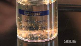 How to Care for Daphnia [upl. by Harbard]