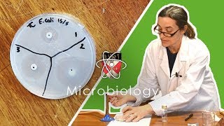 Microbiology  GCSE Science Required Practical Triple [upl. by Arrotal]