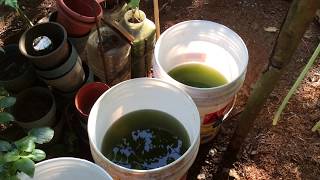 How to grow Green Water Algae [upl. by Irec513]