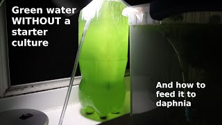 Green Water WITHOUT a Starter Culture  From Scratch  How To [upl. by Sonaj]