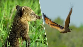 Young Coati vs Hawk  Wild Brazil  BBC Earth [upl. by Bink]