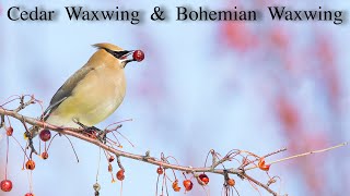 Cedar Waxwing and Bohemian Waxwing [upl. by Felty]