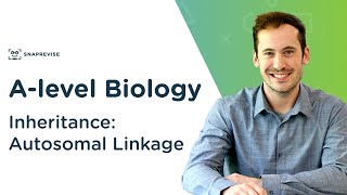 Inheritance Autosomal Linkage  Alevel Biology  OCR AQA Edexcel [upl. by Ennahtebazile]