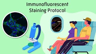 Immunofluorescent Staining Protocol [upl. by Oile953]