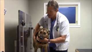 Chiropratic Adjustments For Your Pet [upl. by Liahcim]