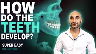 Embryology of the Teeth Easy to Understand [upl. by Irehj]