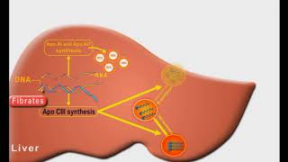 Antihyperlipidemic drugs animation Fibrates [upl. by Lashonde743]