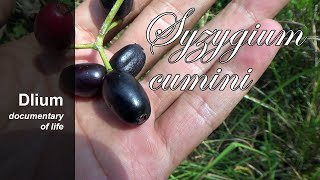 Java plum Syzygium cumini  part 1 [upl. by Prescott909]