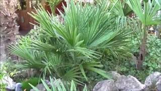 Chamaerops humilis grow rate [upl. by Loveridge]