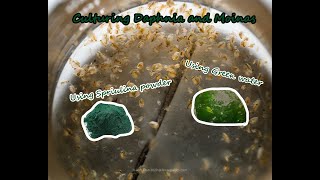 How To Culture Daphnia and Moinas using Green Water Spirulina powder [upl. by Abrahan5]