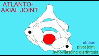 AP1 SKELETAL SYSTEM ATLANTOAXIAL JOINT [upl. by Gilboa]