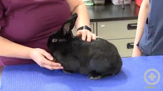 Exam Tips for Handling Rabbits [upl. by Wilek341]