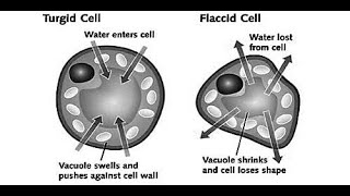 TurgidityandFlaccidityBiology ICSE10thBiology PlantPhysiology [upl. by Gnous]