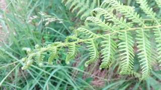 Thelypteris palustris Eastern Marshfern [upl. by Malchy]